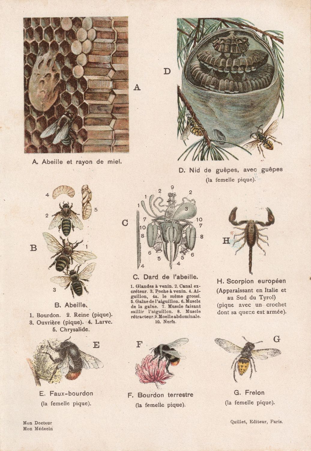1912 Study of Insects in Chromolithography