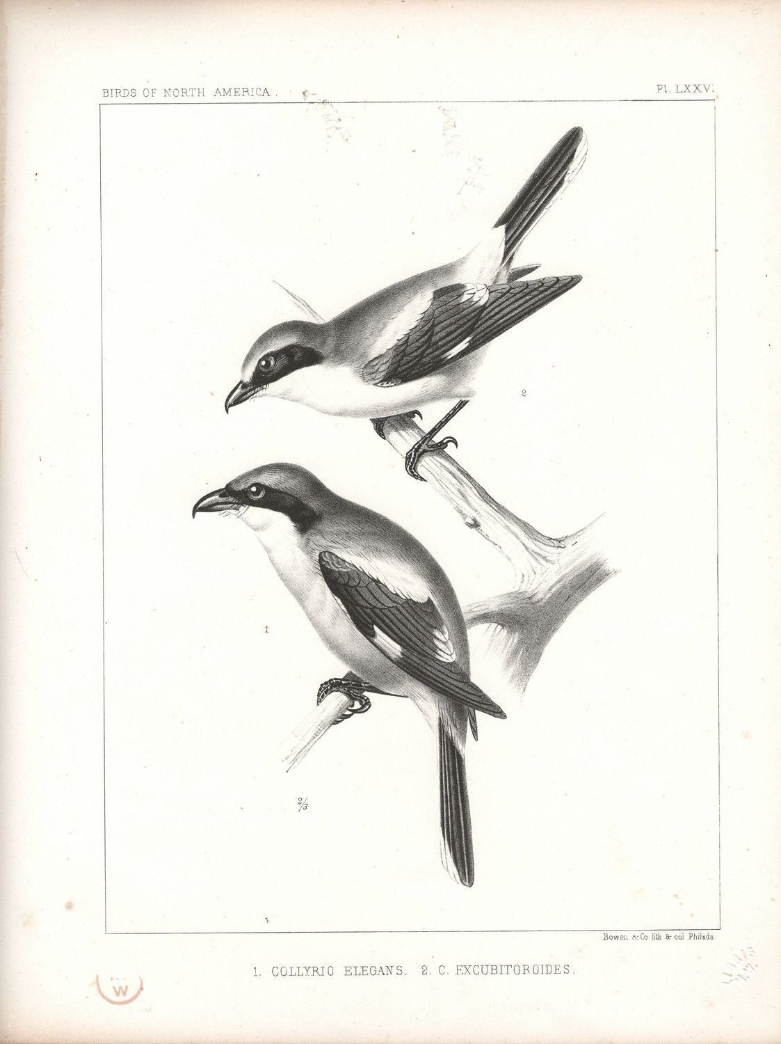 1860 Birds of North America Plate # 75 Collyrio Elegans &amp; C. Excubitoroides- White Winged Shrikes