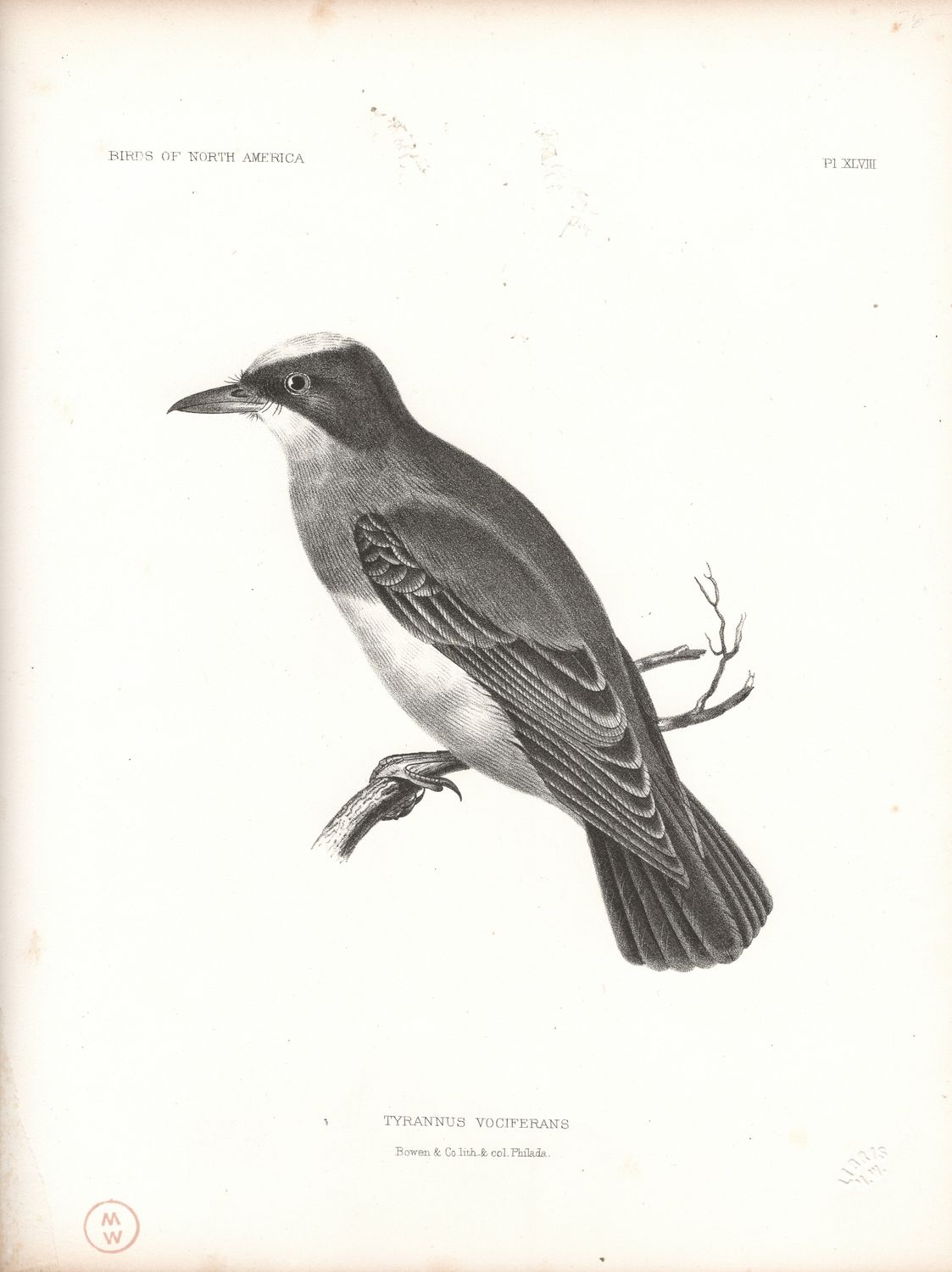1860 Birds of North America Plate # 48 Tyrannus Vociferans -Cassin's Kingbird