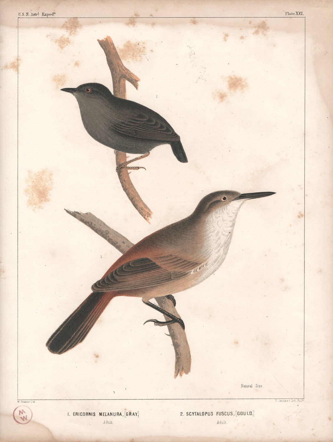 1855 USN Astro Exped. Bird Plate #21 Ericornis Melanura &amp; Scytalopus Fuscus -  Dusty Tapaculo