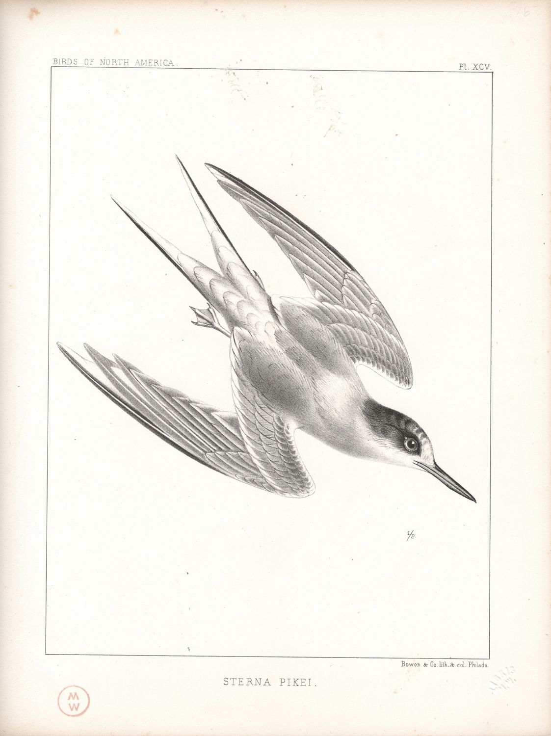 1860 Birds of North America Plate # 94  &amp; 95 Sterna Elegans  &amp; S. Pikei- Elegant &amp; Artic Terns Pair