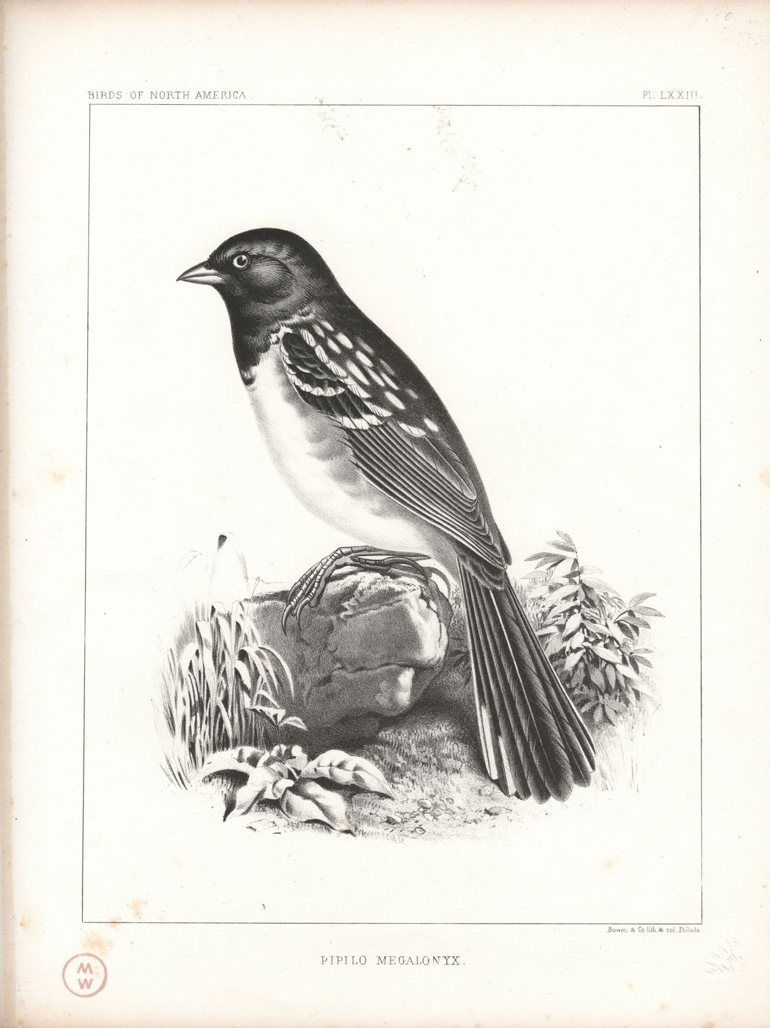 1860 Birds of North America Plate # 73 Pipilo Megalonyx - Spotted Towhee