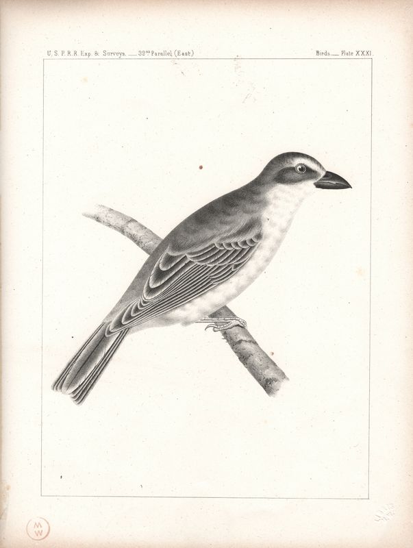 1860 USPRR Birds Plate 31 Pyranga hepatica - Hepatic Tanager