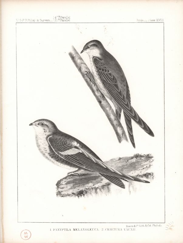 1860 USPRR Birds Plate # 18 Panyptila Melanoleuca &amp; Chaetura Vauxii - Swifts