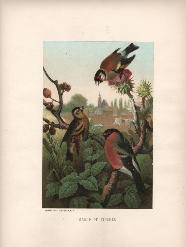 1895 Group of Finches in Chromo