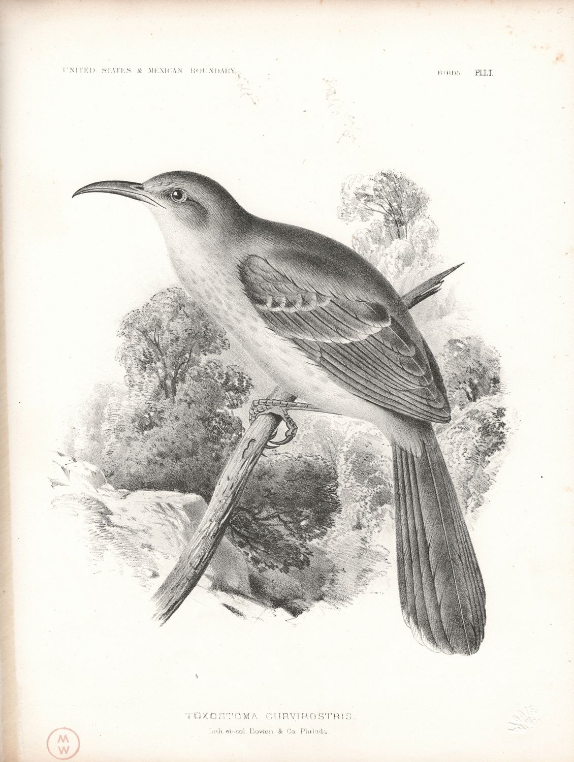 1855 US &amp; Mexican Boundary Birds Plate # 51 Toxostoma Curvirostris - Curved Billed Thrasher