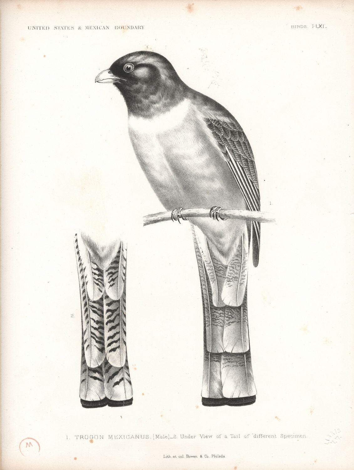 1855 US &amp; Mexican Boundary Birds Plate # 40 Trogon Mexicanus - Moutain Trogon