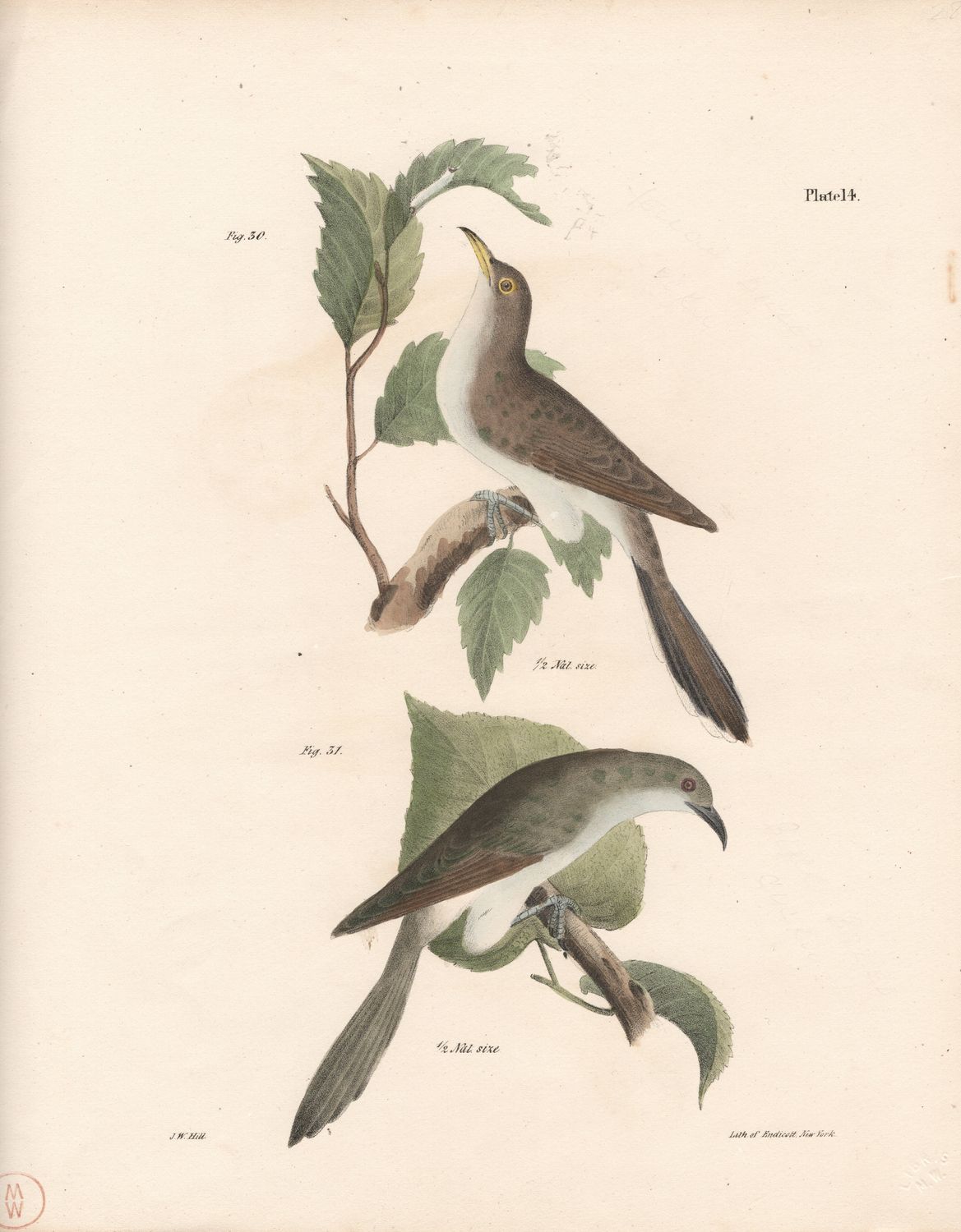 1844 Hand Colored Lithograph Plate # 14 Yellow Billed &amp; Black Billed Cuckoos From Zoology of New York
