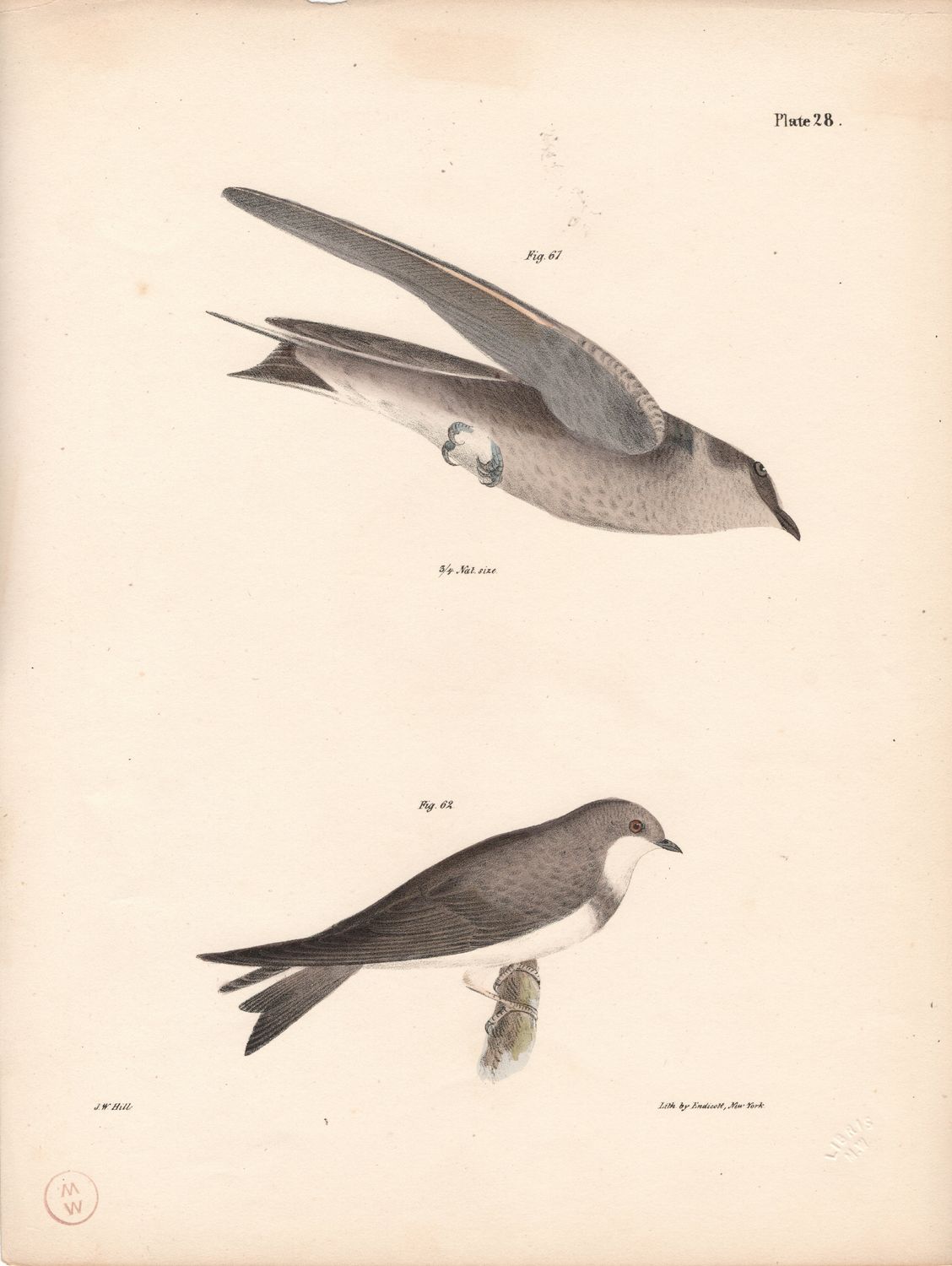 1844 Hand Colored Lithograph Plate # 28  from the Zoology of New York