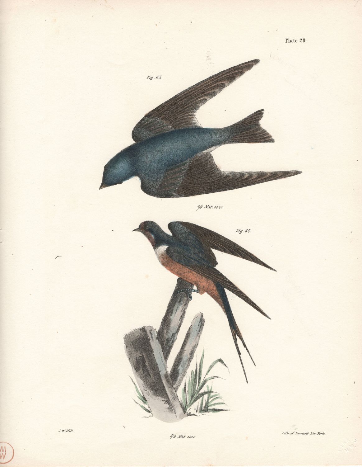 1844 Hand Colored Lithograph Plate # 29 Barn &amp; White Bellied  Swallows from the Zoology of New York