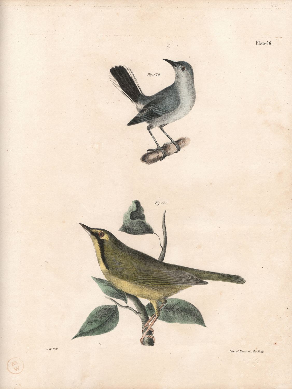 1844 Hand Colored Lithograph Plate # 56 Gnatcatcher &amp; Warbler from the Zoology of New York
