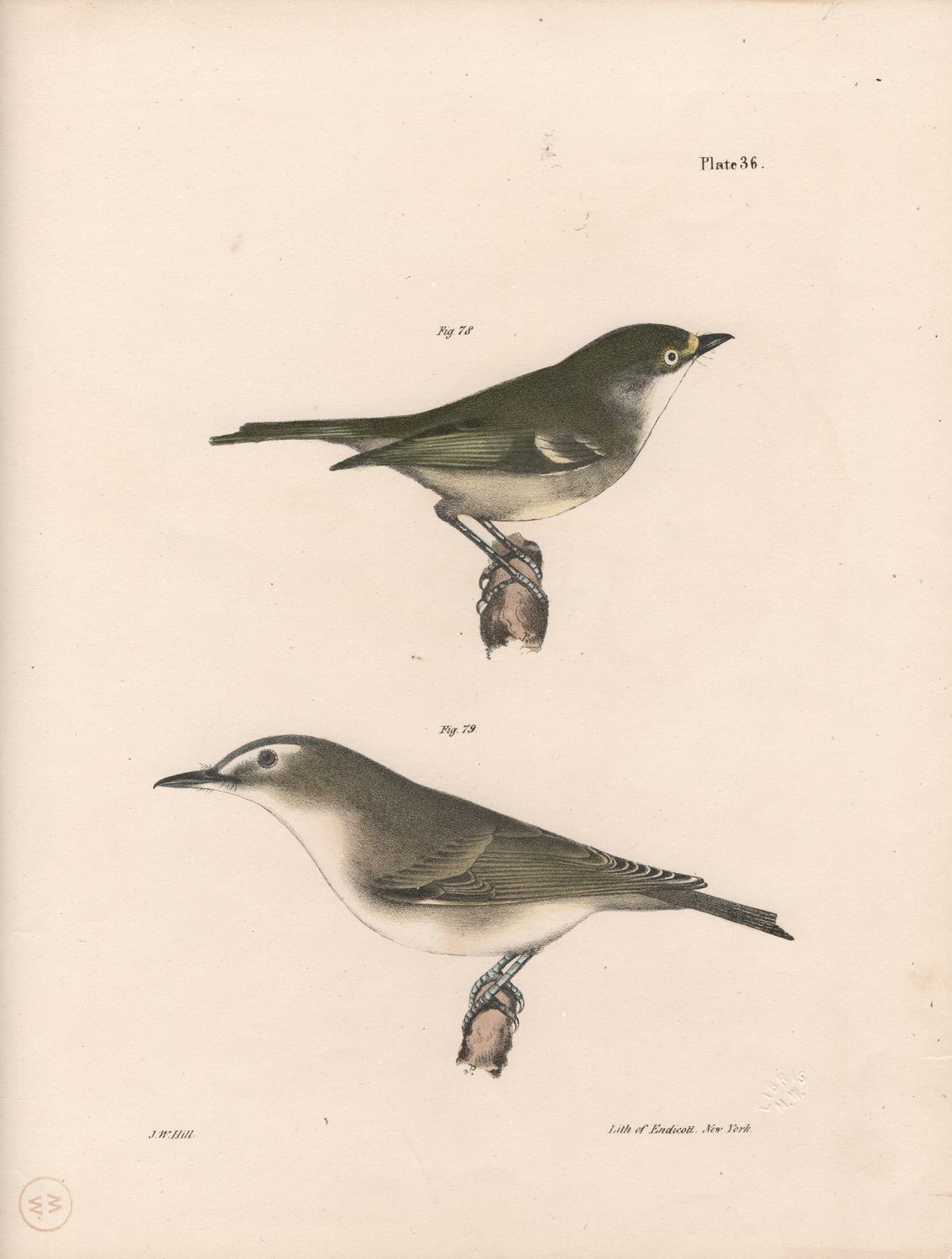 1844 Hand Colored Lithograph Plate # 36 White Eyed &amp; Red Eyed Greenlits from the Zoology of New York