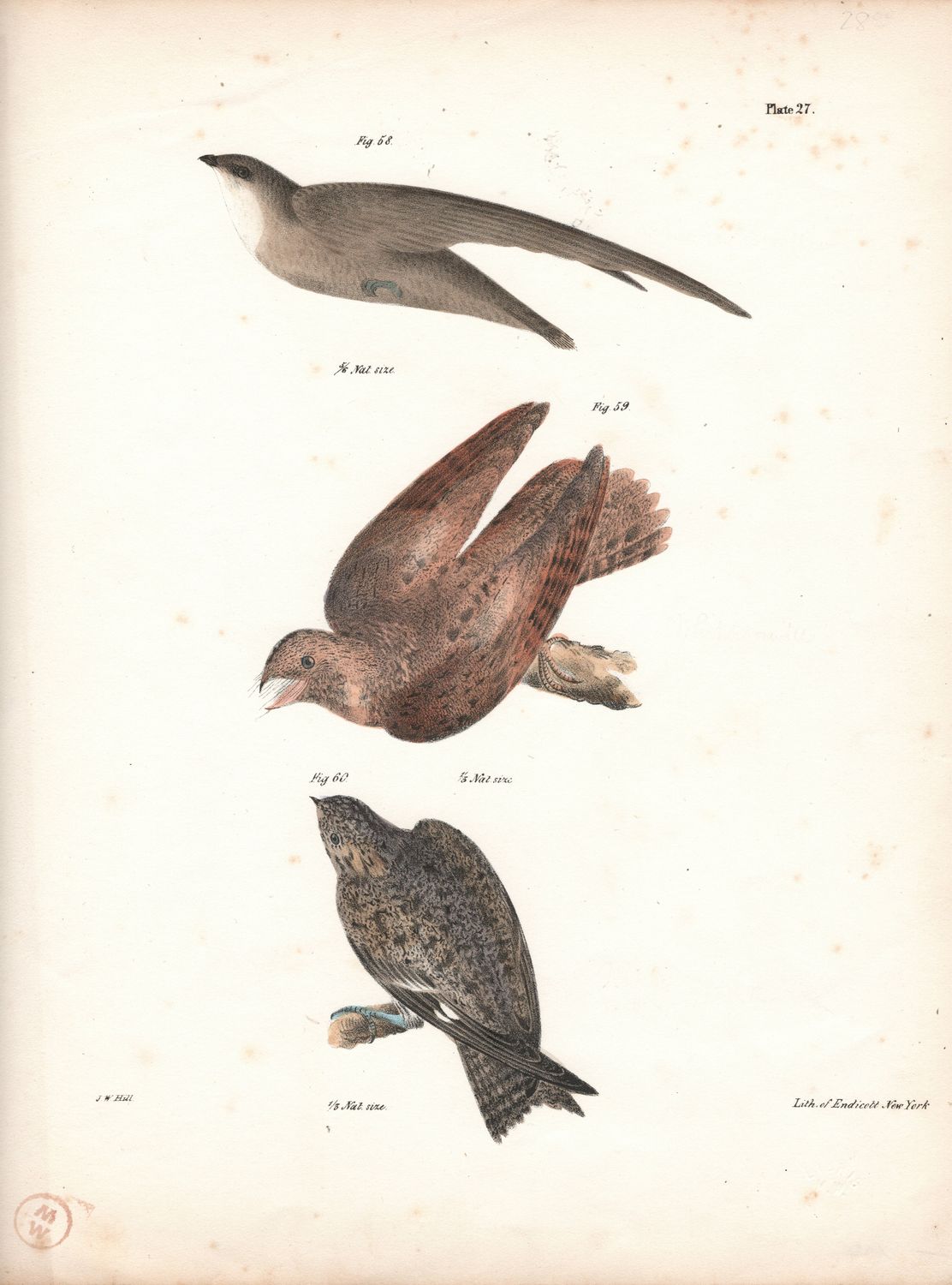 1844 Hand Colored Lithograph Plate # 27  Sparrow, Whipporwill, Nighthawk from the Zoology of New York
