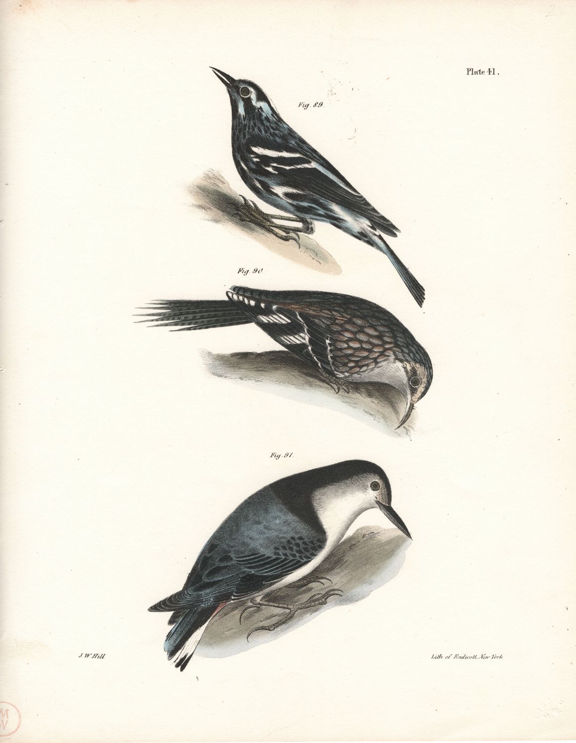 1844 Hand Colored Lithograph Plate # 41  Warbler, Creeper &amp; Nuthatch from the Zoology of New York