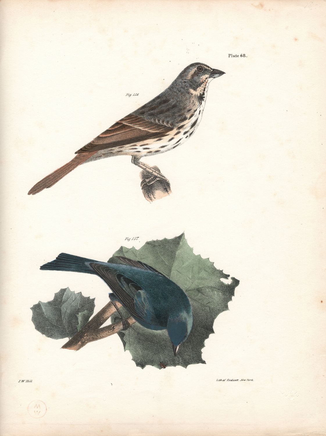 1844 Hand Colored Lithograph Plate # 68 Sparrow &amp; Bluebird from the Zoology of New York