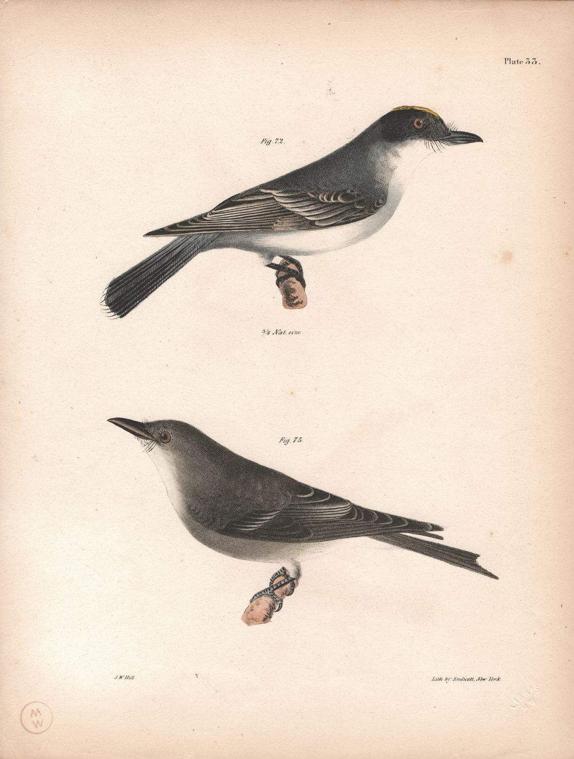 1844 Hand Colored Lithograph Plate # 33  King Bird &amp; Oliveside Kingbird from the Zoology of New York
