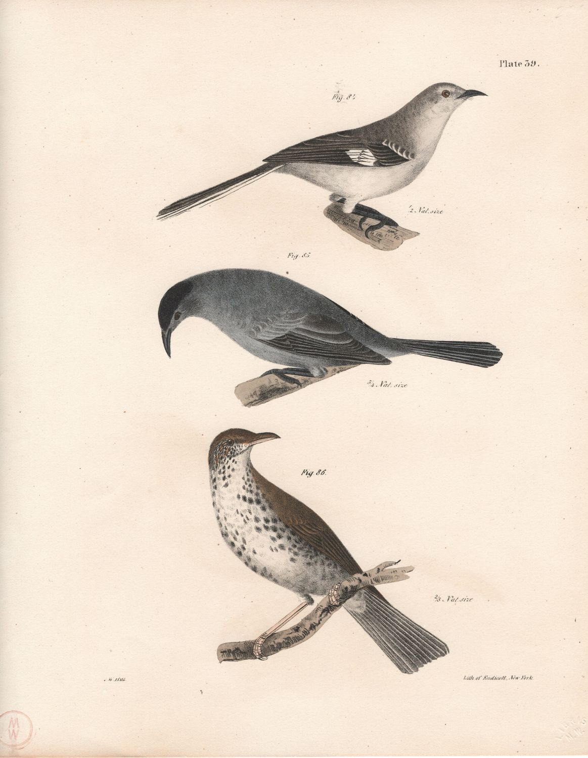 1844 Hand Colored Lithograph Plate # 39  Mocking Bird, Catbird, Wood Thrush from the Zoology of New York