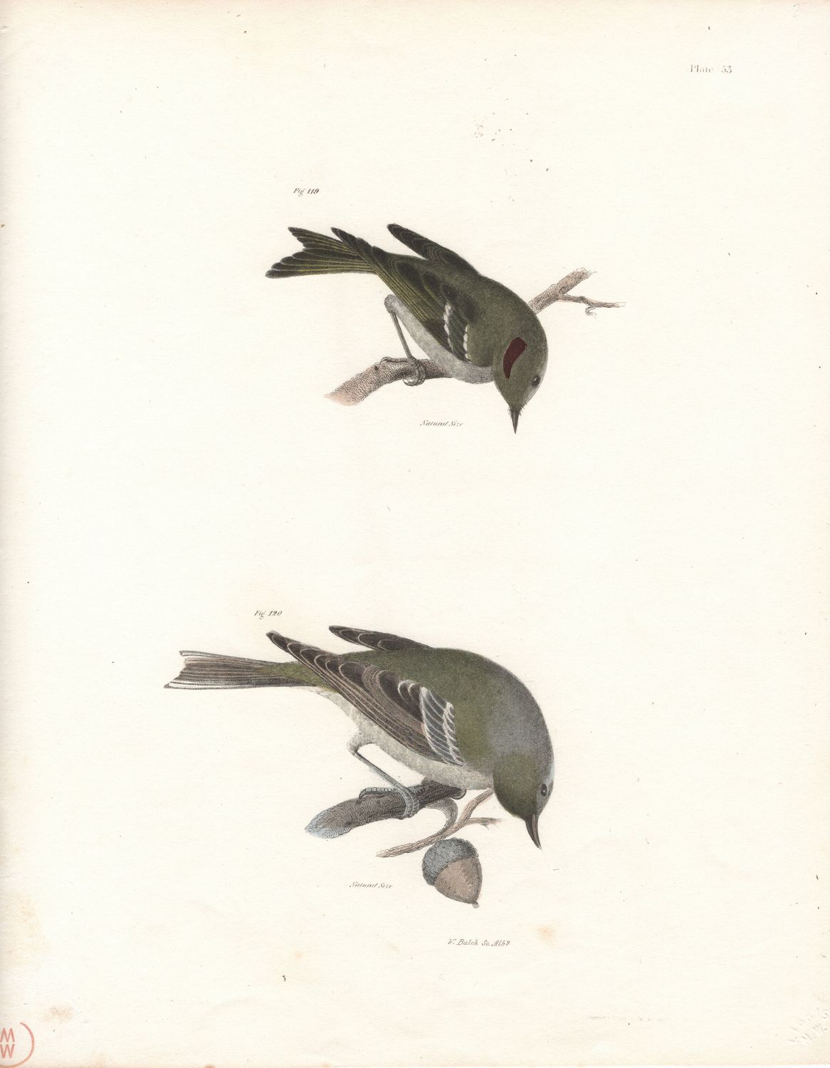 1844 Hand Colored Lithograph Plate # 53 Warbler &amp; Kinglet from the Zoology of New York