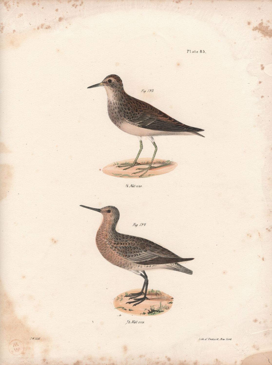 1844 Hand Colored Lithograph Plate # 85 Pecotoral &amp; Red Breasted Sandpipers From the Zoology of New York