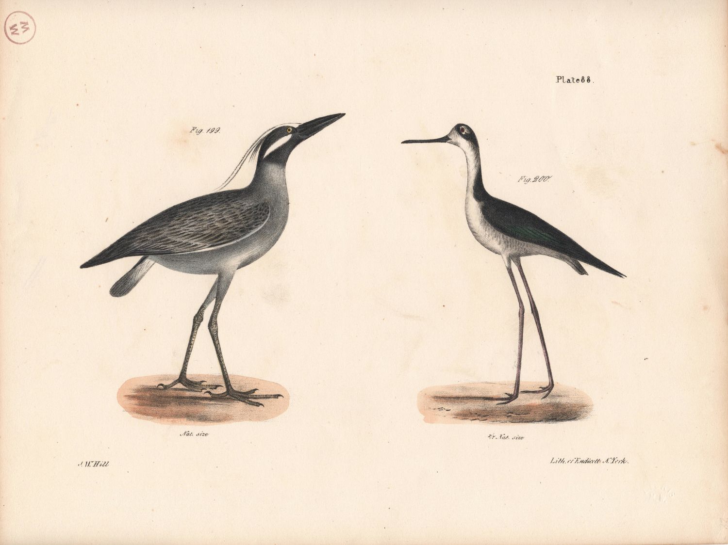 1844 Hand Colored Lithograph Plate # 88 Yellow Crowned Night Heron &amp; the Lawyer Bird From the Zoology of New York