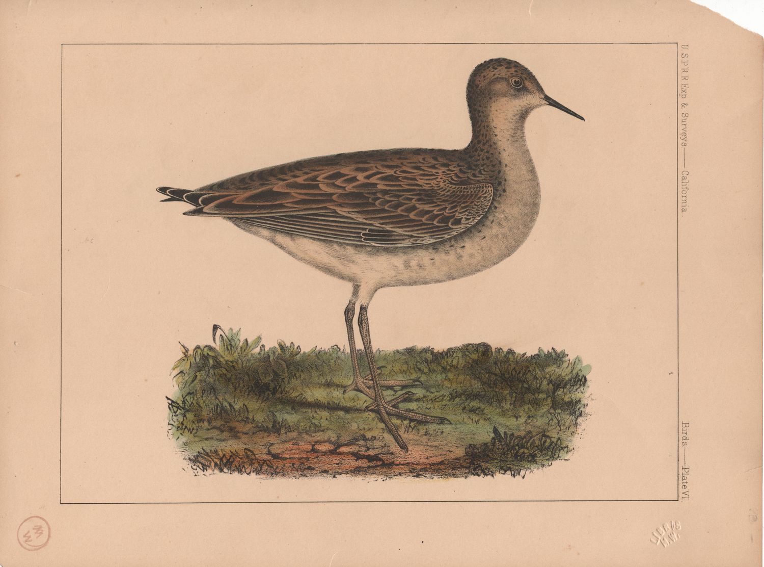 1859 USPRR Exp. &amp; Survey Mottled Grass Plover