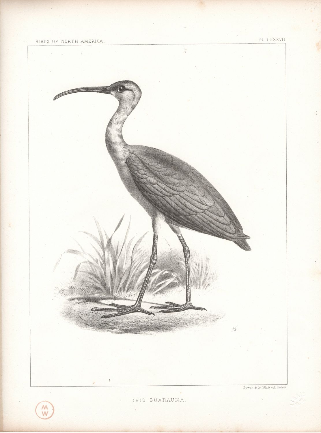 1860 Birds of North America Plate # 87 Ibis Guarauna