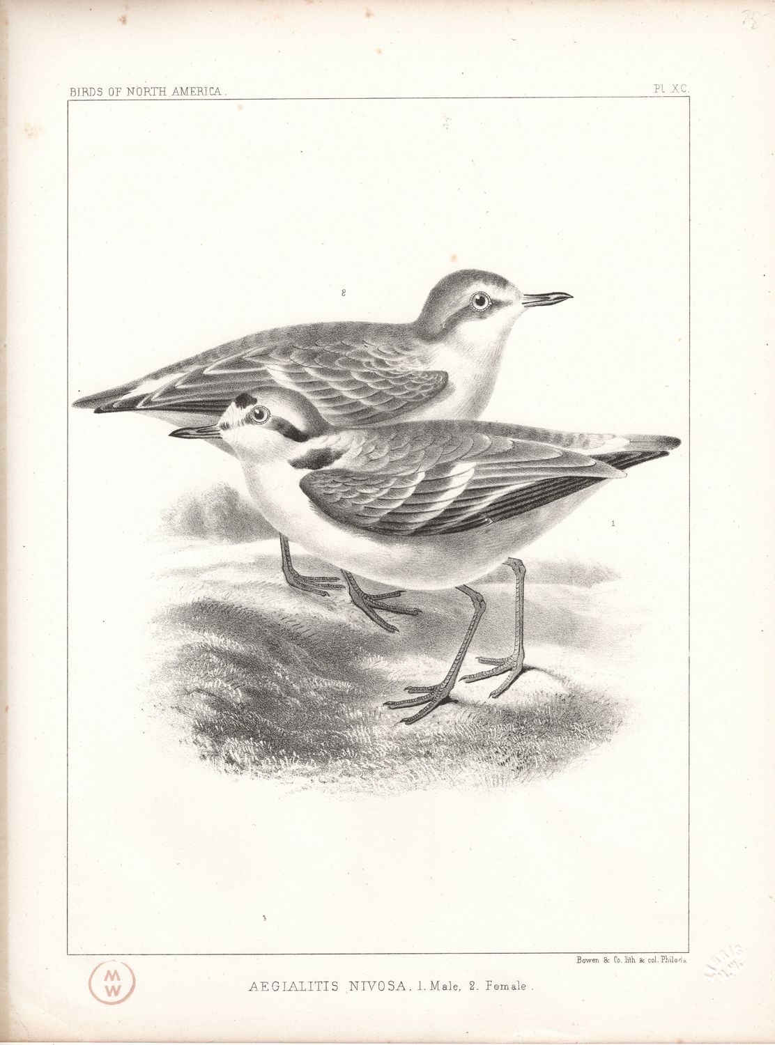 1860 Birds of North America Plate #90 Aegialitis Nivosa Snowy Plover