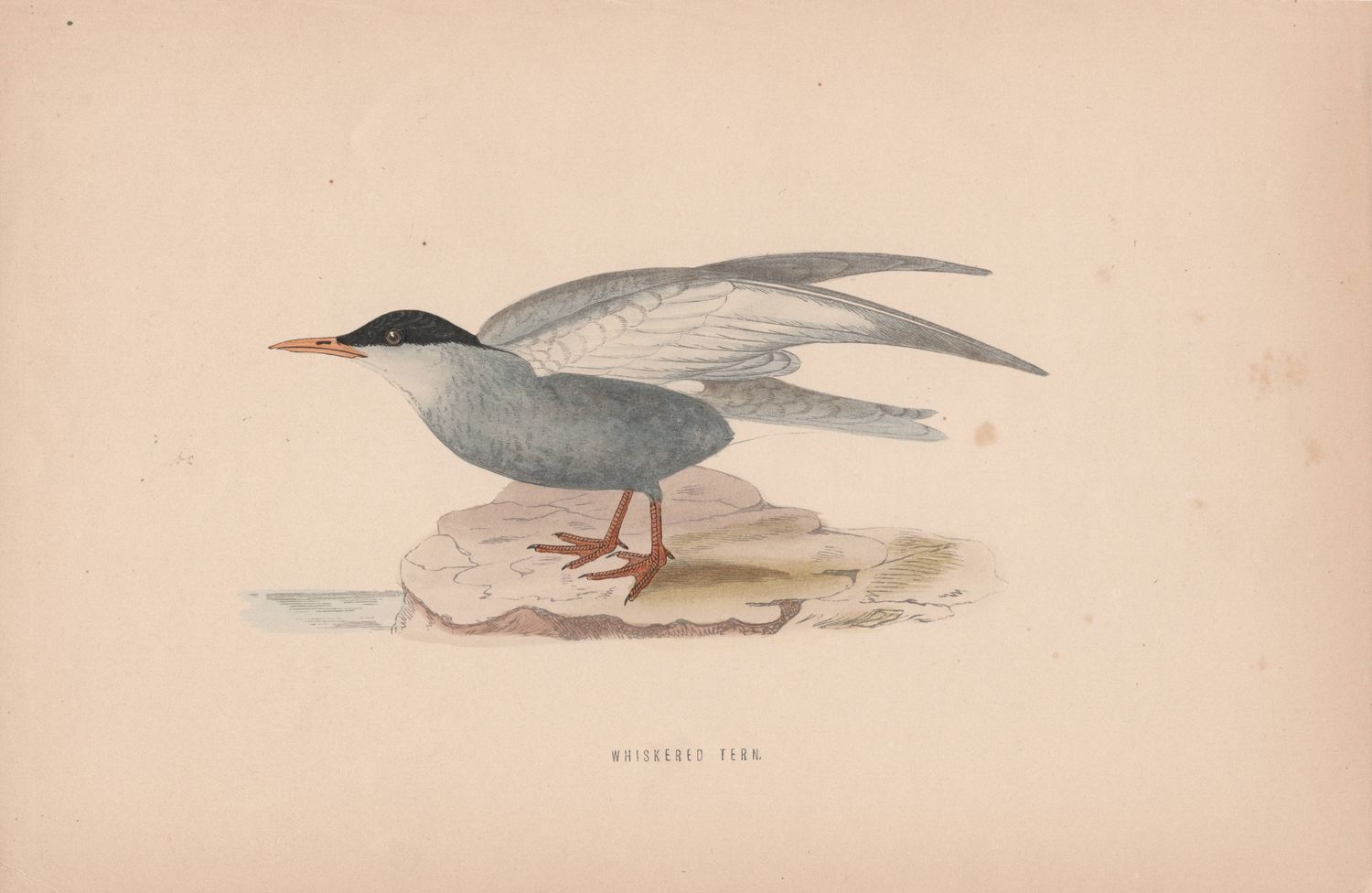 1885 Whiskered Tern Chromolithograph