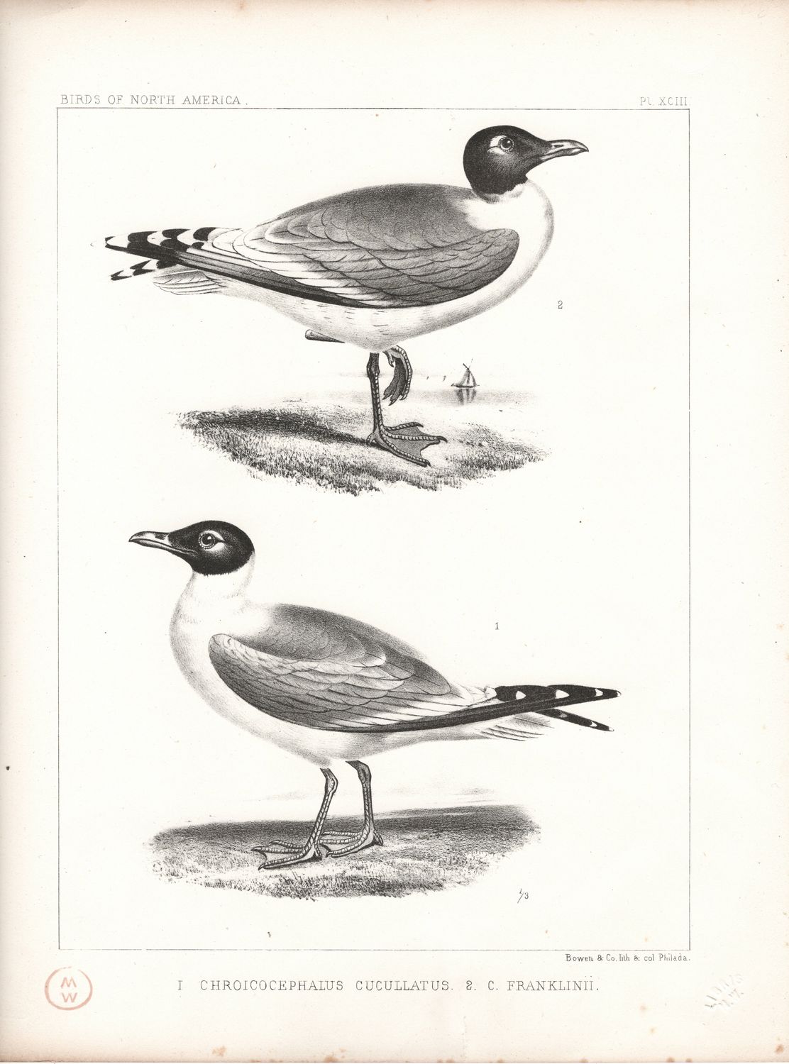 1860 Birds of North America Plate # 93 Chroicocephalus Cucullatus Hooded Gull &amp; Franklin Gull