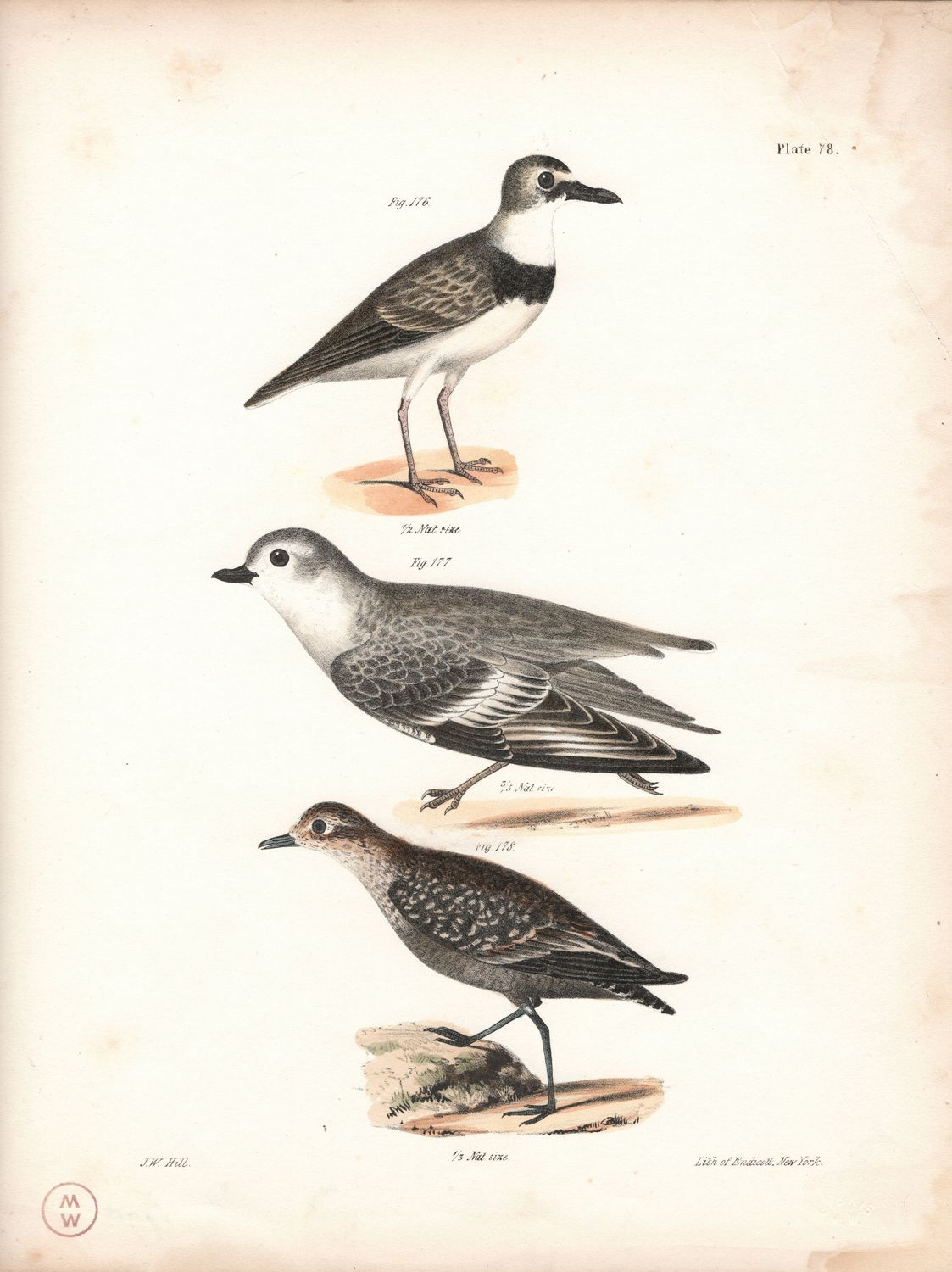 1844 Hand Colored Lithograph Plate # 78  Unk Plover From the Zoology of New York
