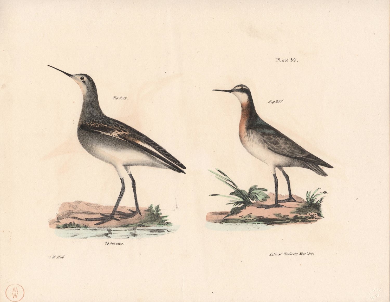 1844 Hand Colored Lithograph Plate # 89 Unk Sandpipers From the Zoology of New York