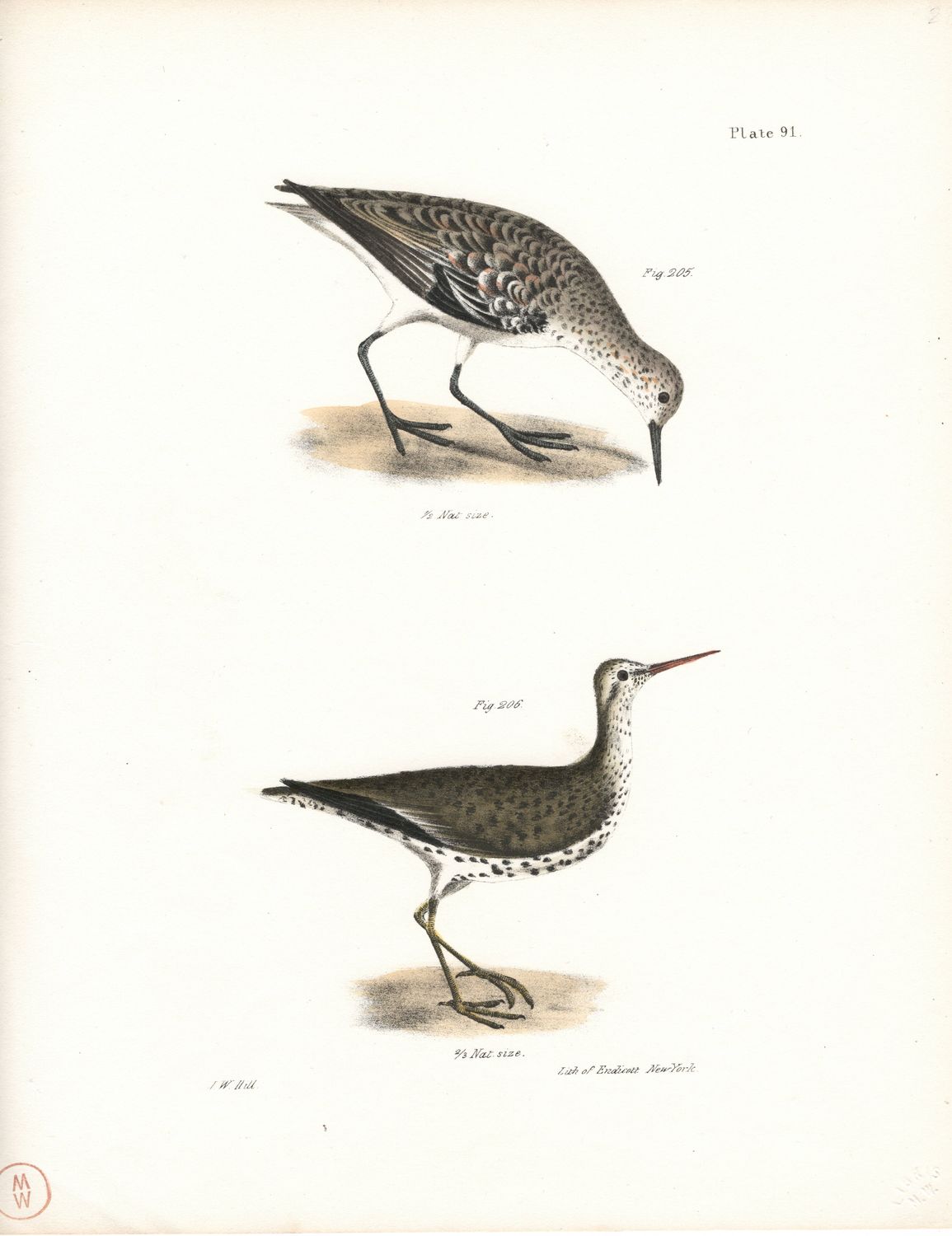 1844 Hand Colored Lithograph Plate # 91 Sanderling &amp; Sandlark From the Zoology of New York