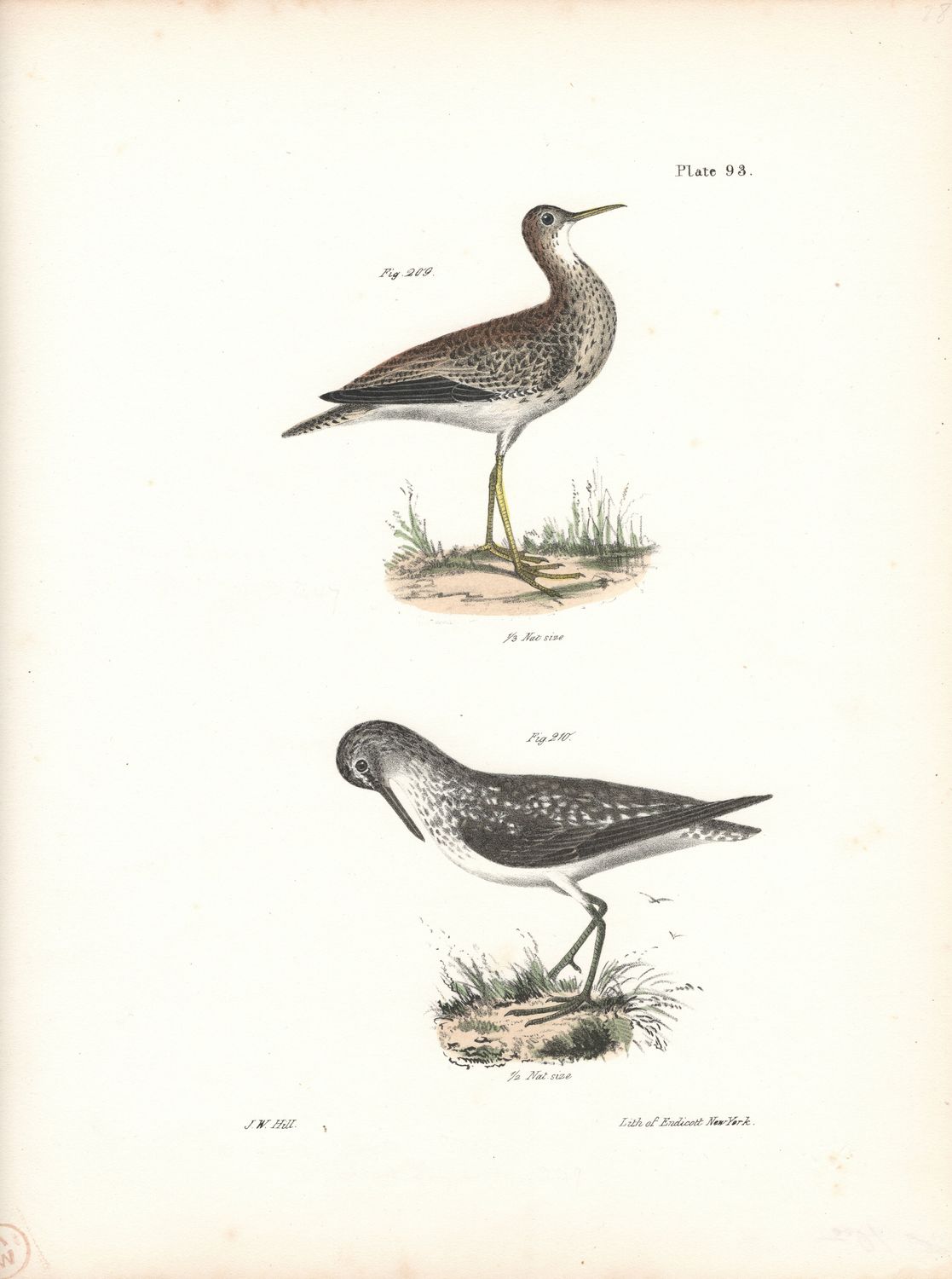 1844 Hand Colored Lithograph Plate # 93 Gray Plover &amp; Solitary Tattler From the Zoology of New York