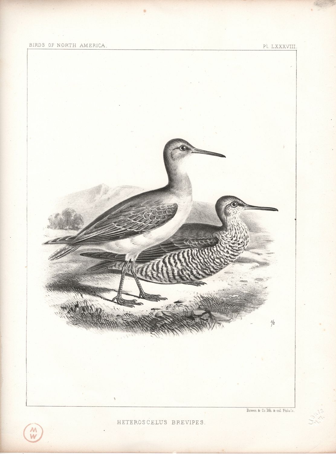1860 Birds of North America Plate # 88 Heteroscelus Brevipes Gray Tailed Tattler