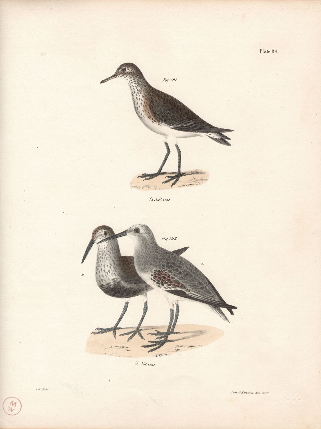 1844 Hand Colored Lithograph Plate # 84 Black Breasted &amp; Schma's Sandpipers From the Zoology of New York