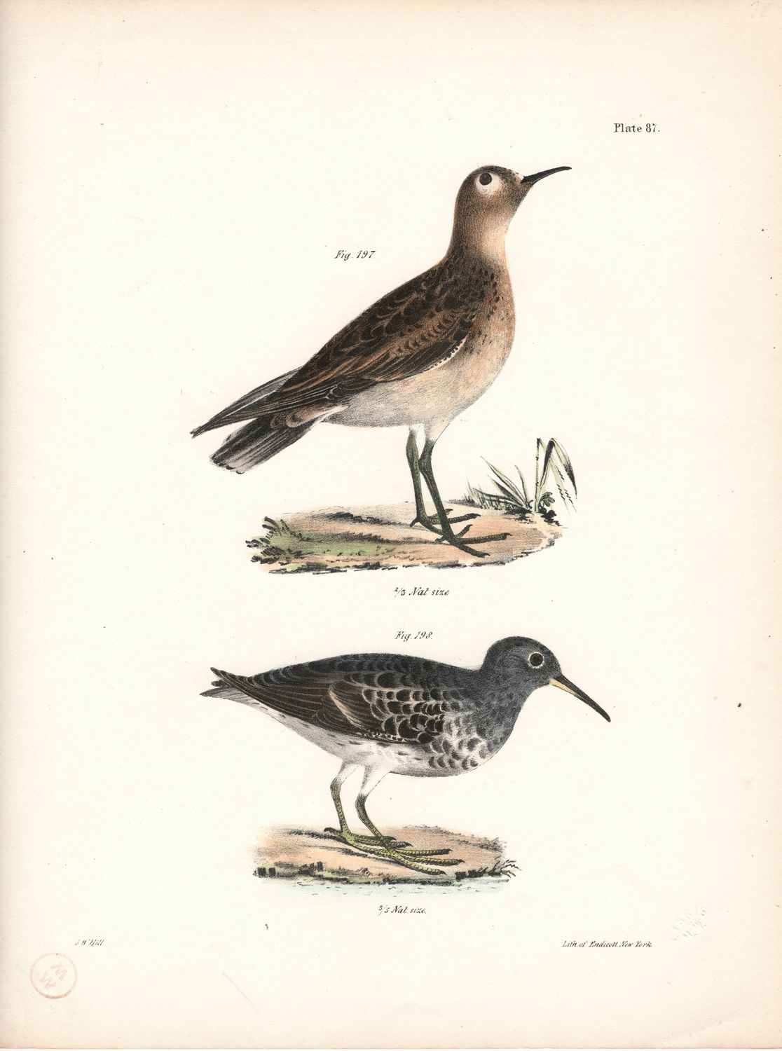 1844 Hand Colored Lithograph Plate #  87 Buff Breasted &amp; Purple Sandpipers From the Zoology of New York