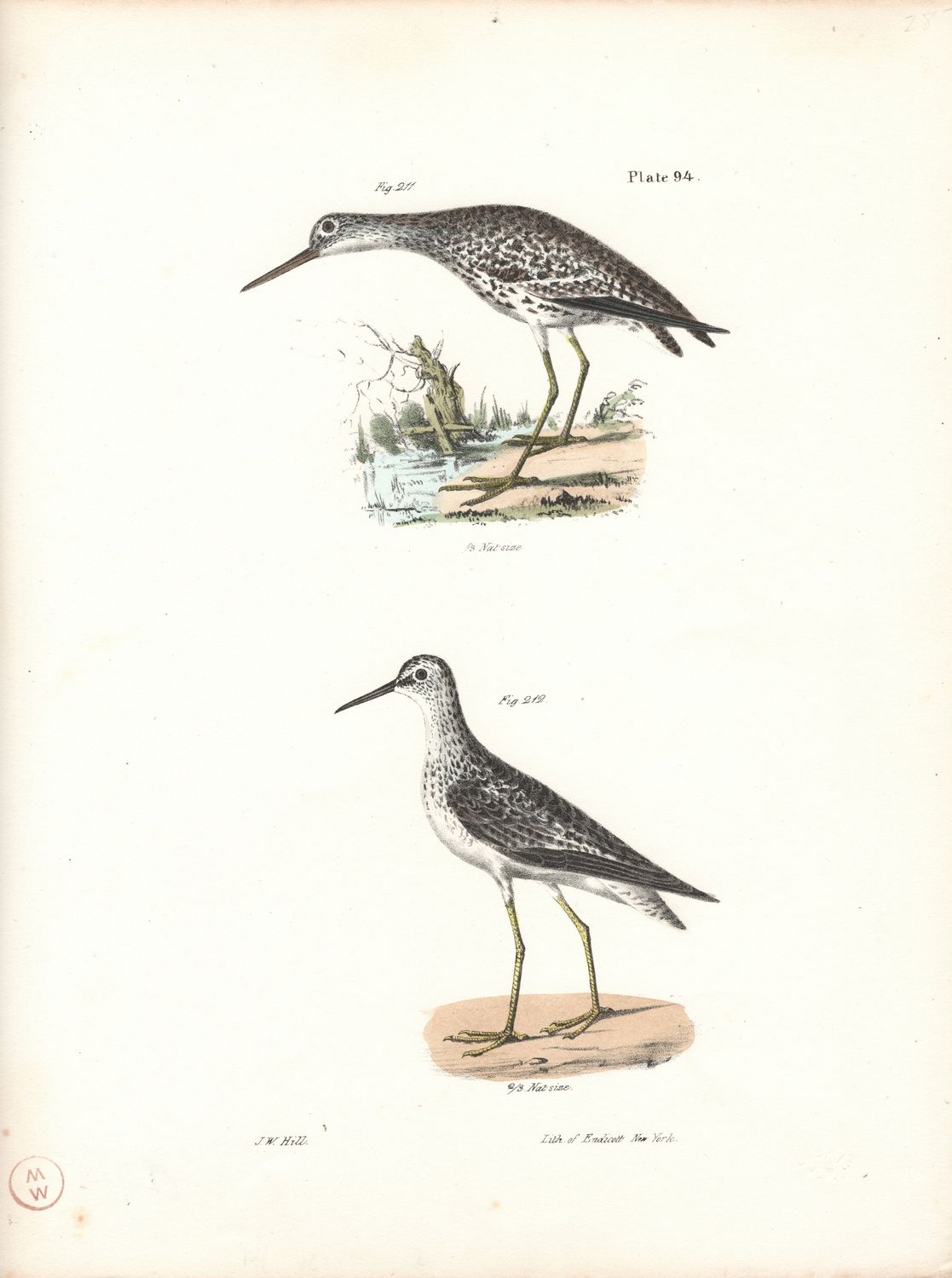 1844 Hand Colored Lithograph Plate # 94 Varied &amp; Yellow Legged Tattlers From the Zoology of New York