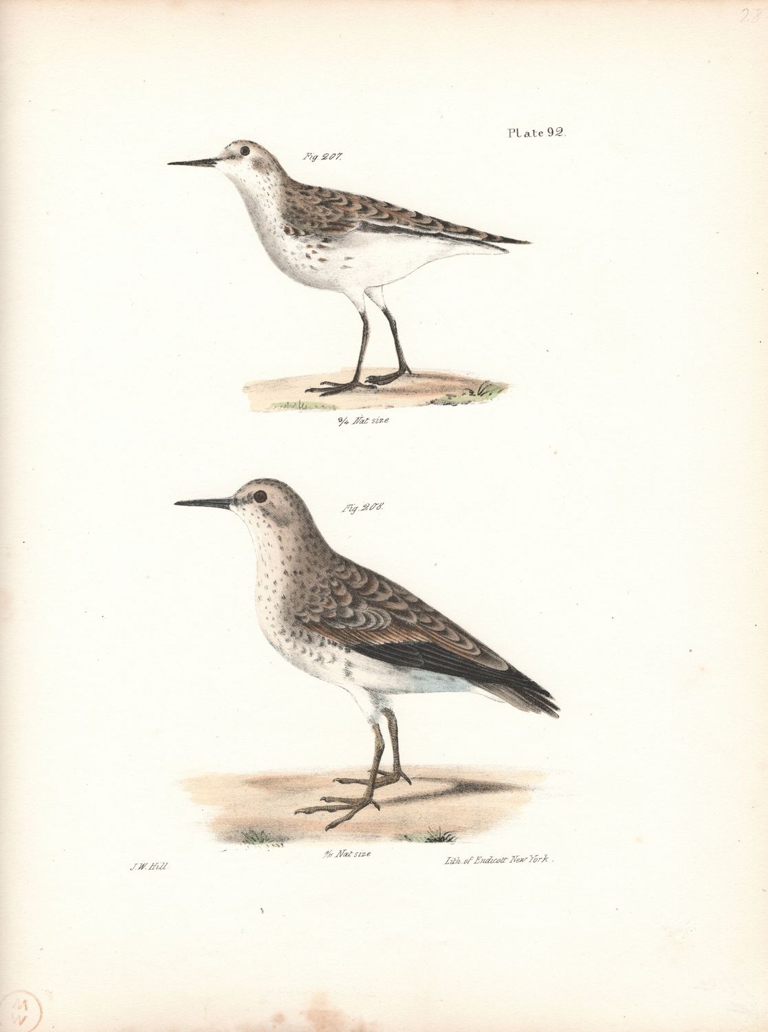 1844 Hand Colored Lithograph Plate # 92 Wilson's Sandpiper From the Zoology of New York