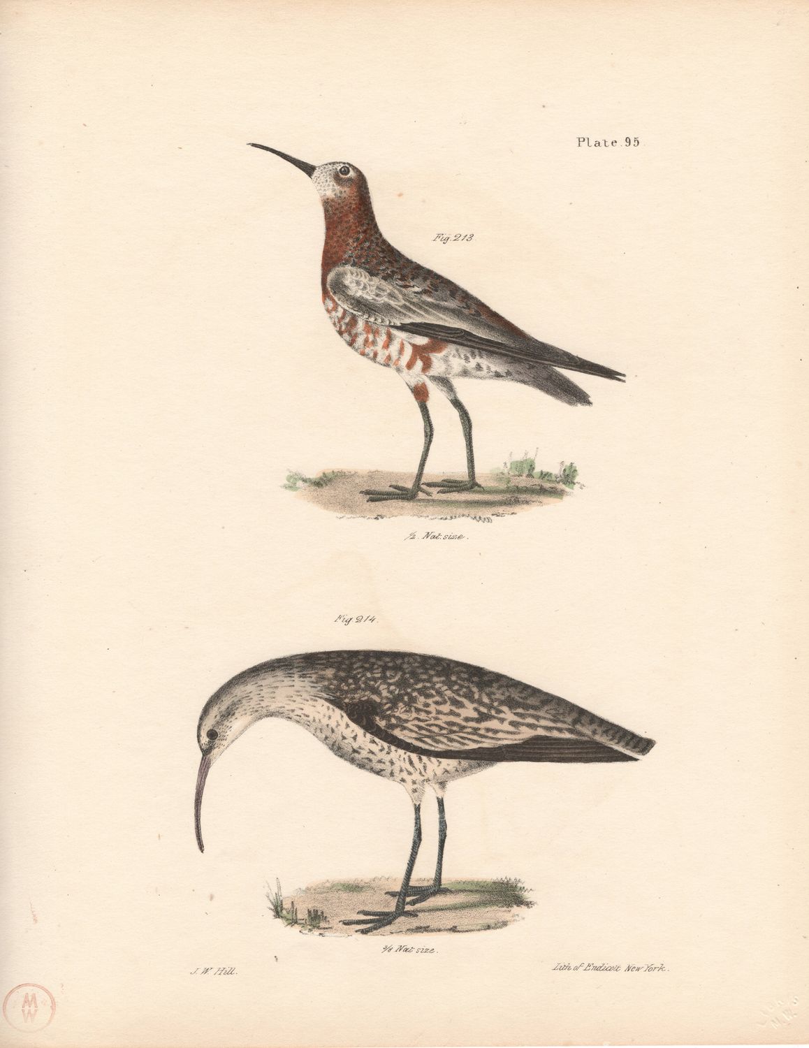 1844 Hand Colored Lithograph Plate # 95 Warbler &amp; Kinglet From the Zoology of New York