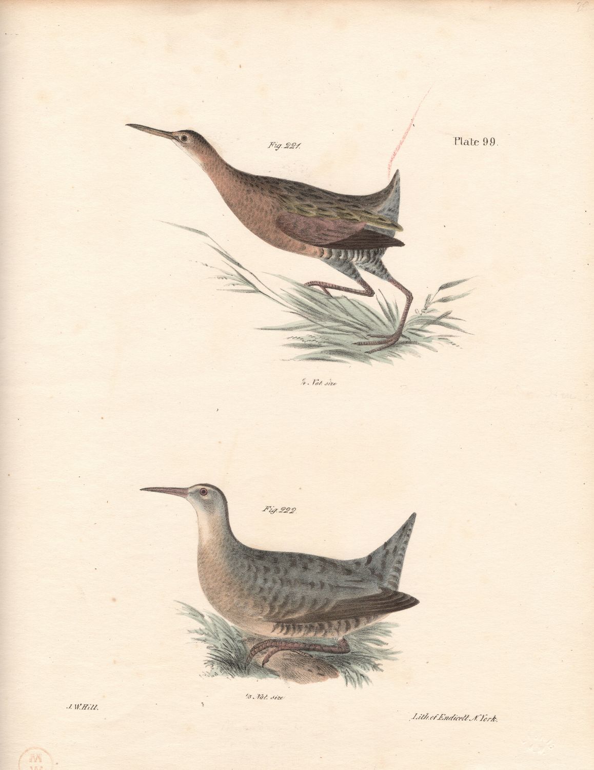1844 Hand Colored Lithograph Plate # 99 Salt Water &amp; Free Water Meadow Hens From the Zoology of New York