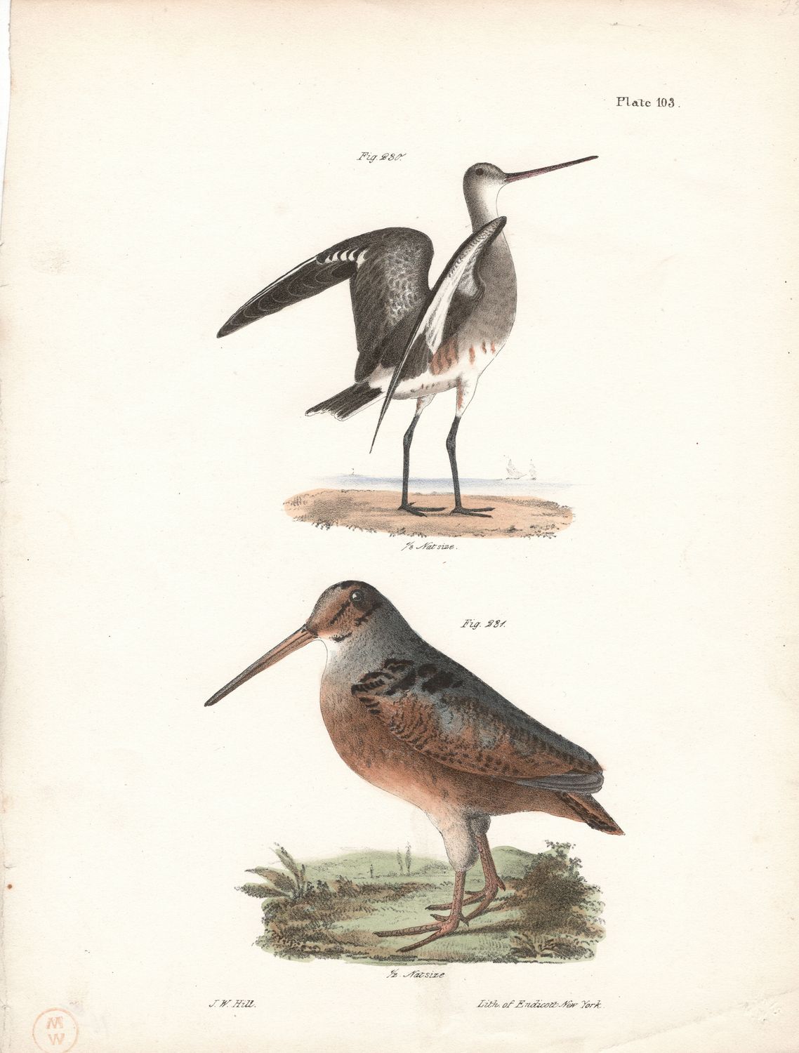 1844 Hand Colored Lithograph Plate # 103 Marlin &amp; the Woodcock From the Zoology of New York