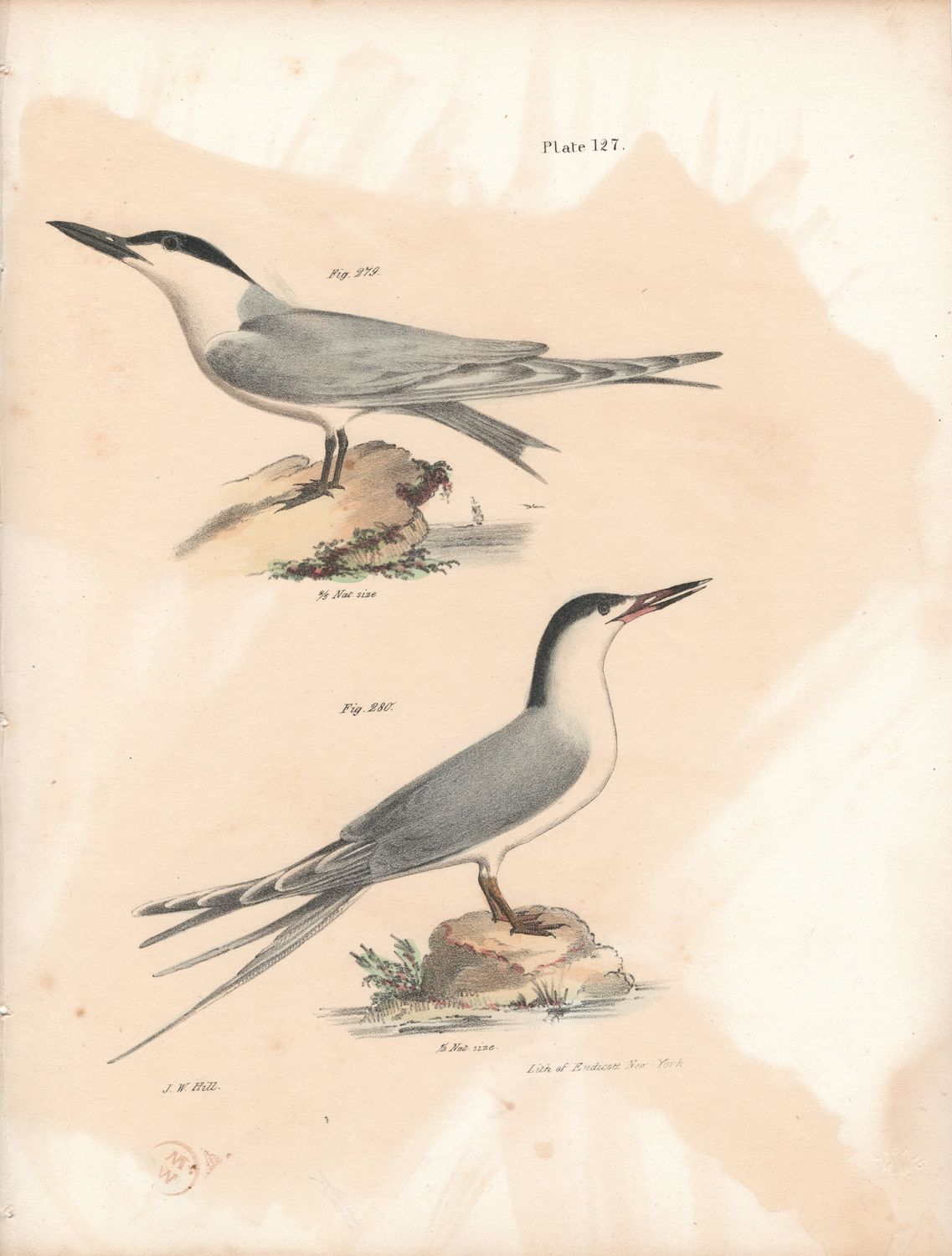 1844 Hand Colored Lithograph Plate # 127 Marsh &amp; Roseate Terns From the Zoology of New York