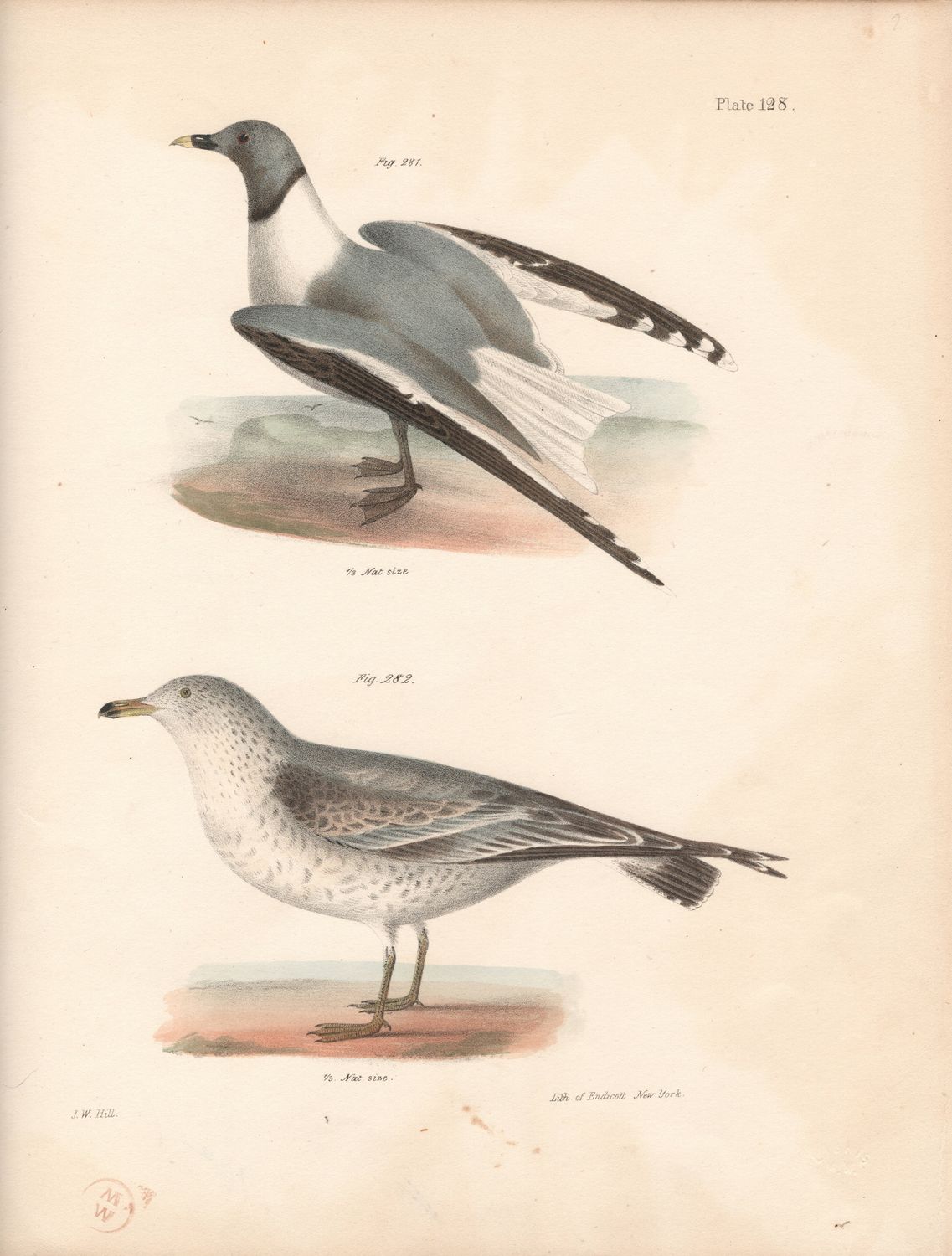 1844 Hand Colored Lithograph Plate # 128 Common &amp; Black Winged Gulls From the Zoology of New York