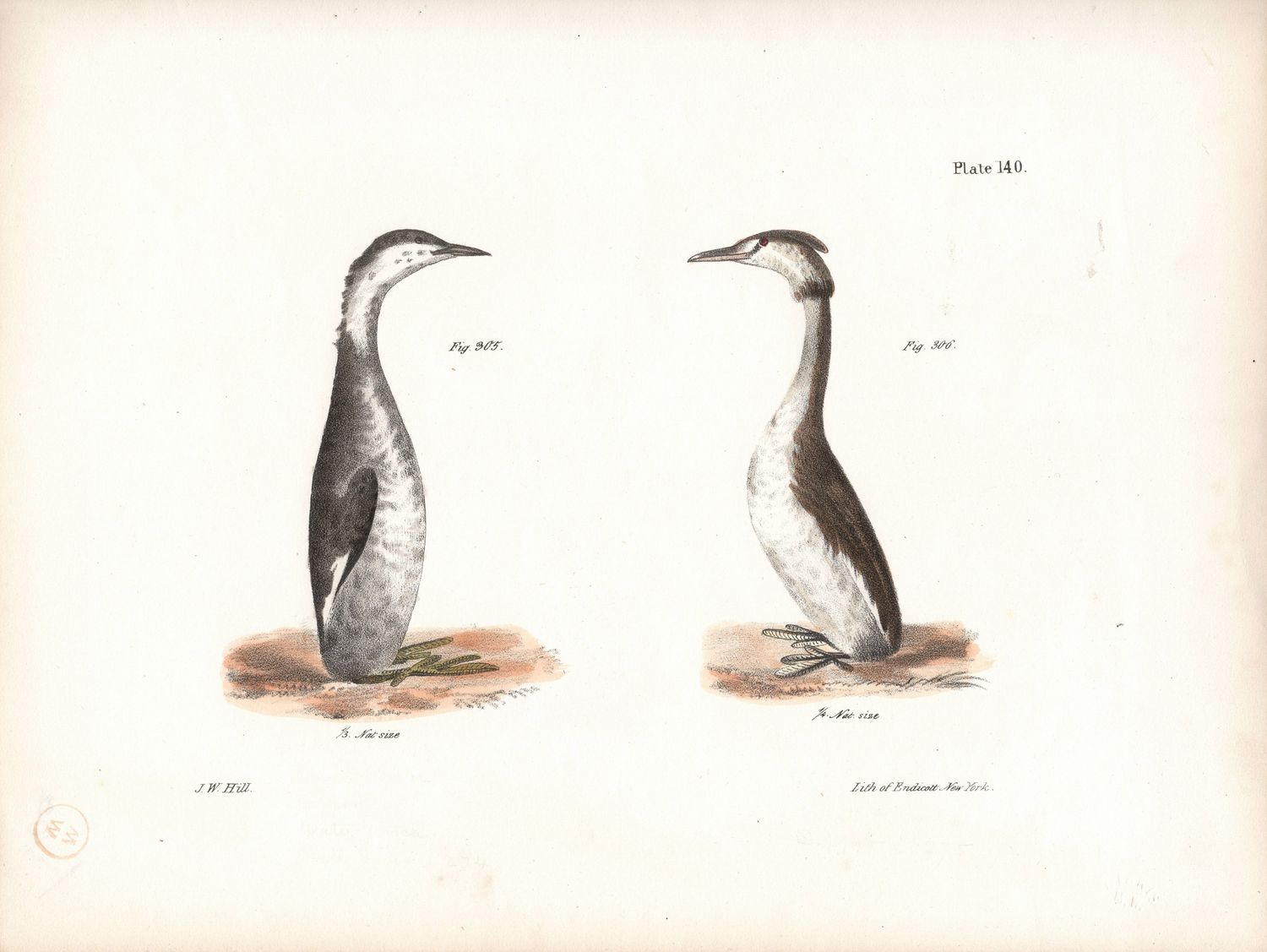 1844 Hand Colored Lithograph Plate # 140 Horned &amp; Crested Grebes From the Zoology of New York