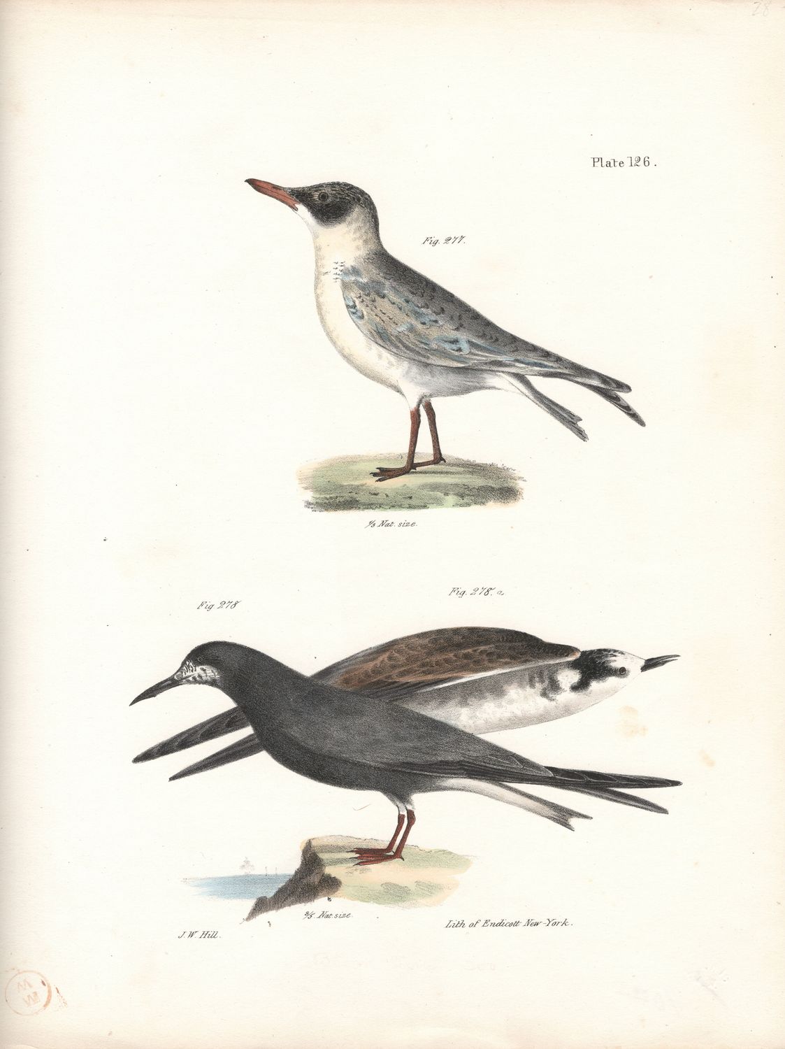 1844 Hand Colored Lithograph Plate # 126 Cayenne &amp; Black Terns From the Zoology of New York