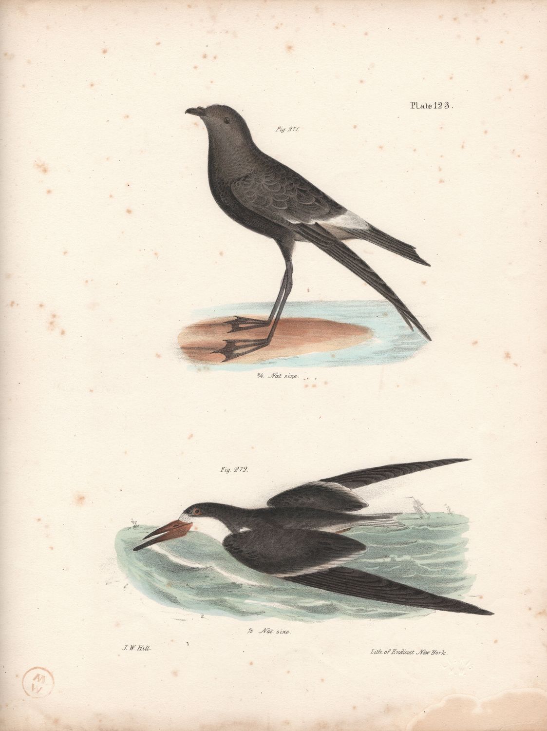 1844 Hand Colored Lithograph Plate # 123 Wilsons Petrel &amp; a Black Skimmer From the Zoology of New York