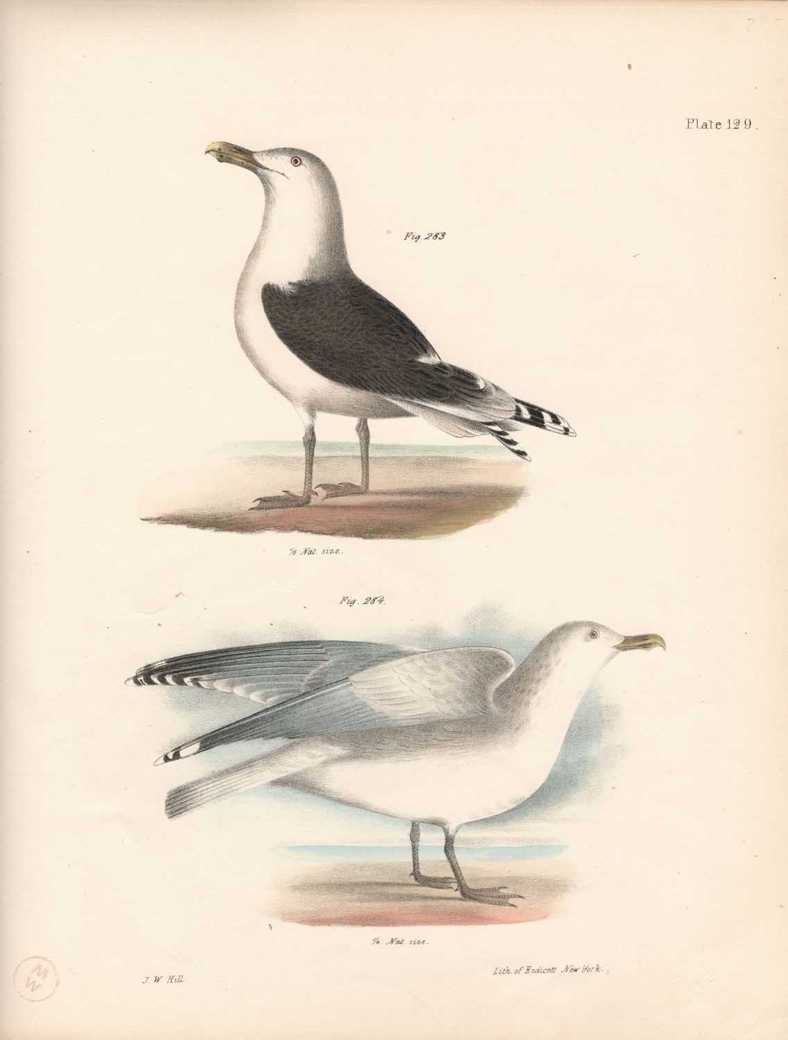 1844 Hand Colored Lithograph Plate # 129 Great Black Backed Gull &amp; Winter Gull From the Zoology of New York