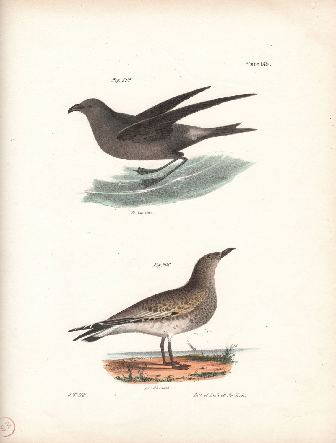 1844 Hand Colored Lithograph Plate # 135 Fork Tailed Pertrel &amp; Laughing Gull From the Zoology of New York