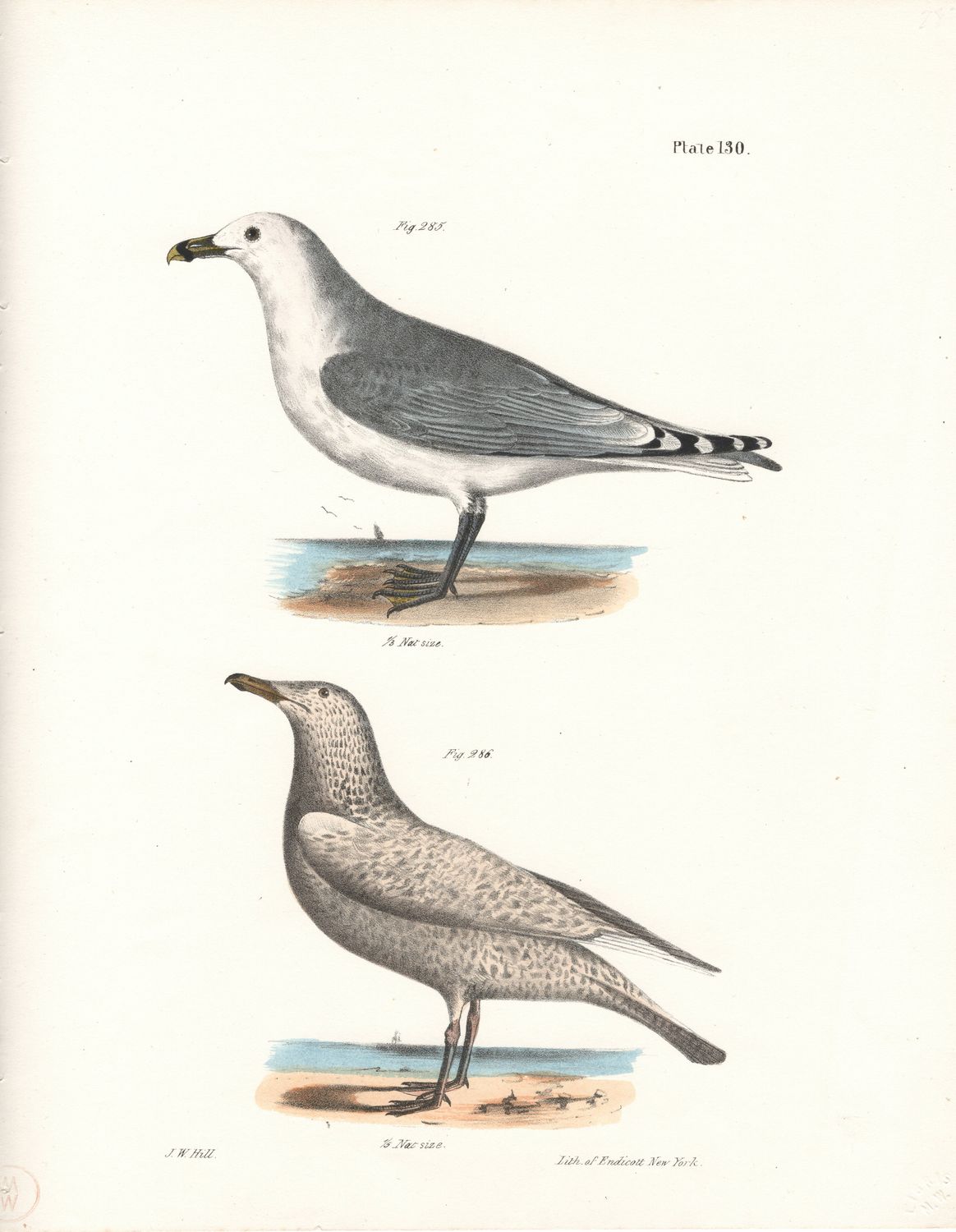 1844 Hand Colored Lithograph Plate # 130 Common American &amp; Winter Gulls From the Zoology of New York