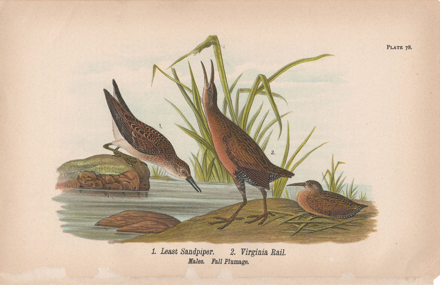 1885 Study of a Least Sandpiper &amp; a Virginia Rail
